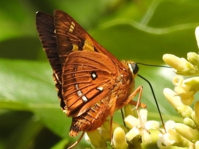 Trapezites symmomus (Splendid Ochre) at Tuross Head, NSW - 11 Feb 2023 by HelenCross