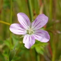 Geranium neglectum (Red-stemmed Cranesbill) at Paddys River, ACT - 7 Feb 2023 by RobG1