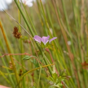 Geranium neglectum at Paddys River, ACT - 7 Feb 2023