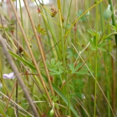 Geranium neglectum at Paddys River, ACT - 7 Feb 2023