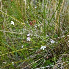 Geranium neglectum at Paddys River, ACT - 7 Feb 2023