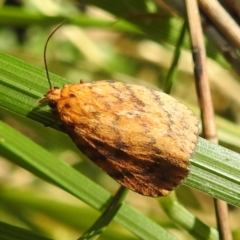 Cyme structa (Banded Lichen Moth) at Tuross Head, NSW - 12 Feb 2023 by HelenCross