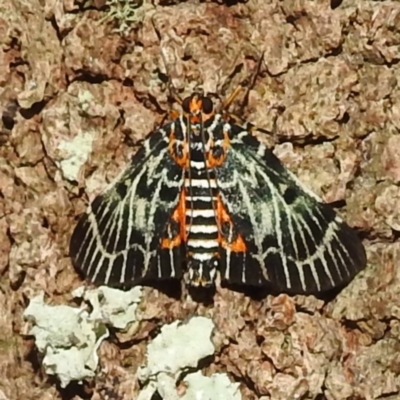 Cardamyla carinentalis (A Pyralid moth) at Tuross Head, NSW - 12 Feb 2023 by HelenCross