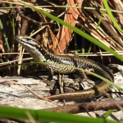 Eulamprus heatwolei (Yellow-bellied Water Skink) at Tuross Head, NSW - 11 Feb 2023 by HelenCross