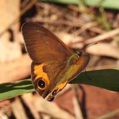 Hypocysta metirius (Brown Ringlet) at Tuross Head, NSW - 12 Feb 2023 by HelenCross