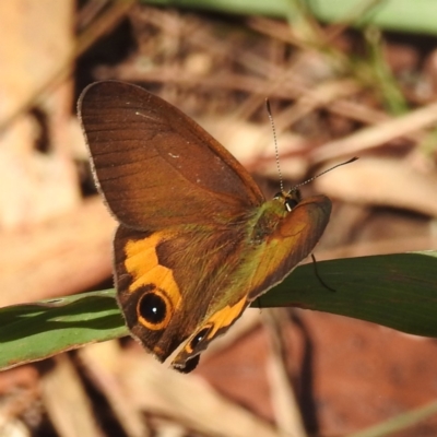 Hypocysta metirius (Brown Ringlet) at Tuross Head, NSW - 11 Feb 2023 by HelenCross