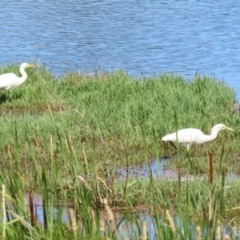 Ardea plumifera (Plumed Egret) at Fyshwick, ACT - 15 Feb 2023 by RodDeb