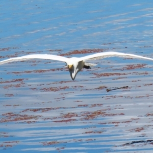 Ardea plumifera at Fyshwick, ACT - 15 Feb 2023 11:55 AM