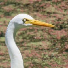 Ardea plumifera at Fyshwick, ACT - 15 Feb 2023 11:55 AM