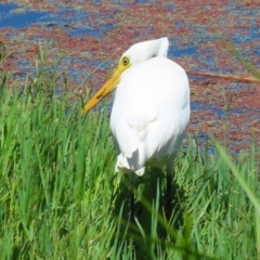 Ardea plumifera at Fyshwick, ACT - 15 Feb 2023 11:55 AM