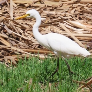 Ardea plumifera at Fyshwick, ACT - 15 Feb 2023 11:55 AM