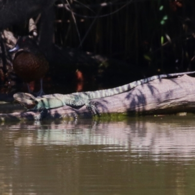 Intellagama lesueurii howittii (Gippsland Water Dragon) at Jerrabomberra Wetlands - 15 Feb 2023 by RodDeb