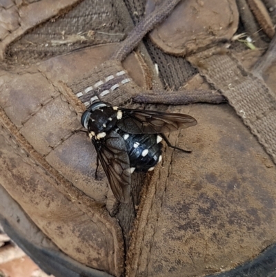 Triclista guttata (March fly) at Penrose, NSW - 14 Feb 2023 by Aussiegall