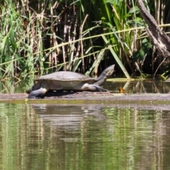 Emydura macquarii (Macquarie Turtle) at Undefined Area - 15 Feb 2023 by RodDeb