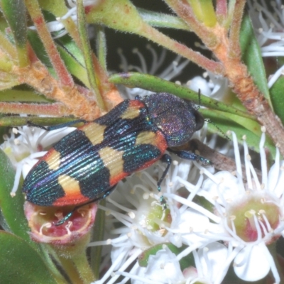 Castiarina sexplagiata (Jewel beetle) at Tinderry, NSW - 11 Feb 2023 by Harrisi