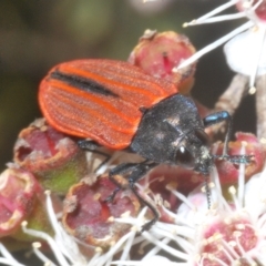 Castiarina erythroptera (Lycid Mimic Jewel Beetle) at Tinderry, NSW - 10 Feb 2023 by Harrisi