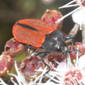 Castiarina erythroptera at Tinderry, NSW - 11 Feb 2023