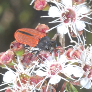 Castiarina erythroptera at Tinderry, NSW - 11 Feb 2023