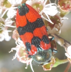 Castiarina delectabilis (A jewel beetle) at Tinderry, NSW - 10 Feb 2023 by Harrisi