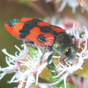 Castiarina delectabilis at Tinderry, NSW - 11 Feb 2023