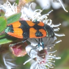 Castiarina delectabilis at Tinderry, NSW - 11 Feb 2023