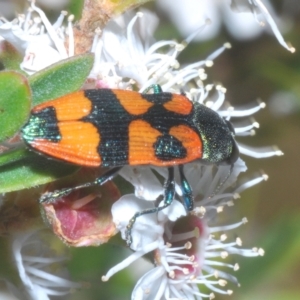 Castiarina delectabilis at Tinderry, NSW - 11 Feb 2023