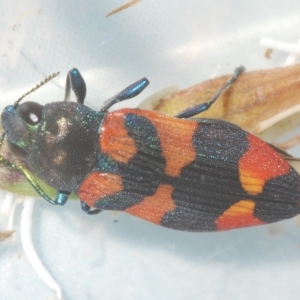 Castiarina kershawi at Tinderry, NSW - 11 Feb 2023