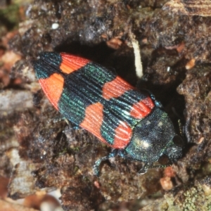 Castiarina kershawi at Tinderry, NSW - 11 Feb 2023