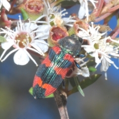 Castiarina kershawi at Tinderry, NSW - 11 Feb 2023