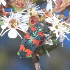 Castiarina kershawi at Tinderry, NSW - 11 Feb 2023