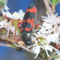 Castiarina kershawi at Tinderry, NSW - 11 Feb 2023