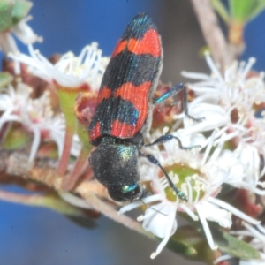 Castiarina kershawi at Tinderry, NSW - suppressed