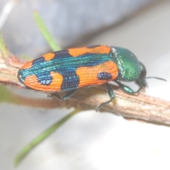 Castiarina scalaris (Scalaris jewel beetle) at Tinderry, NSW - 11 Feb 2023 by Harrisi