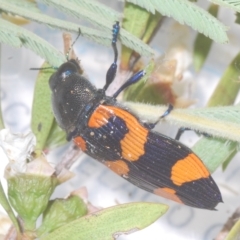 Castiarina thomsoni (A jewel beetle) at Tinderry, NSW - 11 Feb 2023 by Harrisi