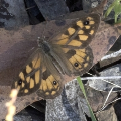 Geitoneura klugii (Marbled Xenica) at Cotter River, ACT - 6 Feb 2023 by JudithRoach