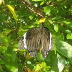Papilio aegeus (Orchard Swallowtail, Large Citrus Butterfly) at Florey, ACT - 16 Feb 2023 by Coran