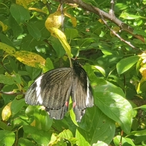 Papilio aegeus at Florey, ACT - 16 Feb 2023