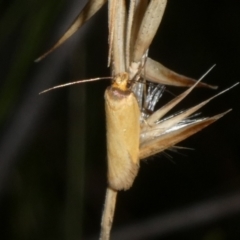 Phauloplana illuta (Wingia Group) at Mongarlowe River - 15 Feb 2023 by arjay