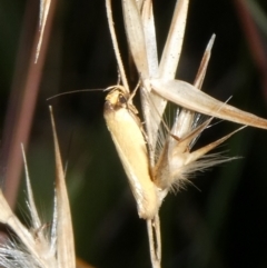 Phauloplana illuta at Charleys Forest, NSW - suppressed