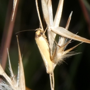 Phauloplana illuta at Charleys Forest, NSW - suppressed