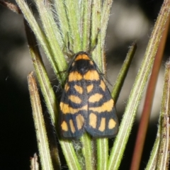 Asura lydia (Lydia Lichen Moth) at Mongarlowe River - 15 Feb 2023 by arjay
