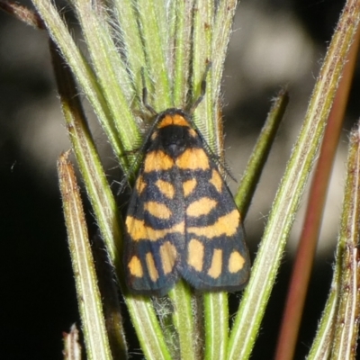 Asura lydia (Lydia Lichen Moth) at Charleys Forest, NSW - 15 Feb 2023 by arjay