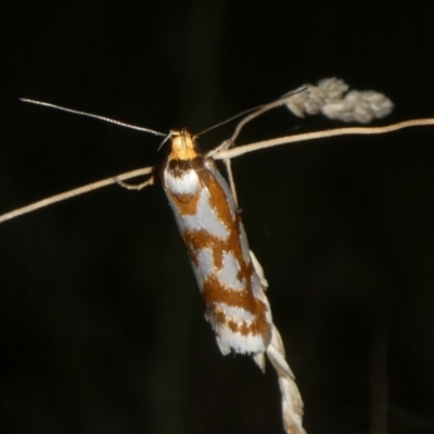 Myrascia bracteatella (A Concealer moth) by arjay