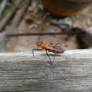 Gminatus australis at Charleys Forest, NSW - 14 Feb 2023