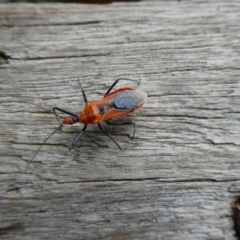 Gminatus australis at Charleys Forest, NSW - suppressed