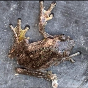 Litoria peronii at Paddys River, ACT - 16 Feb 2023