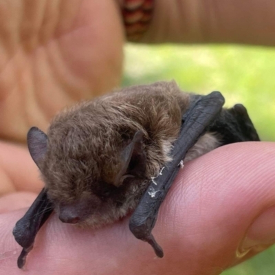 Vespadelus sp. (genus) (A vesper forest bat) at Paddys River, ACT - 16 Feb 2023 by jac