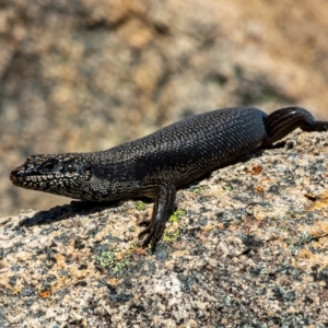 Egernia saxatilis at Undefined Area - 15 Feb 2023 11:47 AM