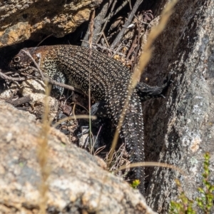 Egernia cunninghami at Tennent, ACT - 15 Feb 2023 11:51 AM