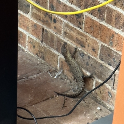 Egernia cunninghami (Cunningham's Skink) at Isaacs, ACT - 13 Feb 2023 by PaulJ